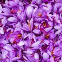 زعفران سرگل دشتخاک|خوردنی و آشامیدنی|زرند, |دیوار