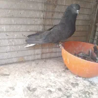 کبوتر اشعل کاشانی سیاه و سرخ|پرنده|بندر ماهشهر, |دیوار