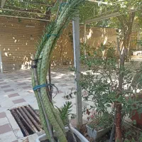 گل کاکتوس سیلندرریکا|گل و گیاه طبیعی|شیراز, دینکان|دیوار