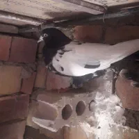 کفتر۴