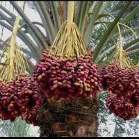 خارک سرخ وشیرین