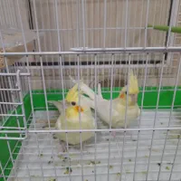 یک جفت عروس هلندی