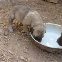 توله نر اصیل سرابی|سگ|سراب, |دیوار