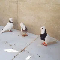 کبوتر طوقی