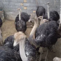 چهار راس شتر مرغ پیش مولد