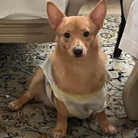 سگ نر هفت ماهه