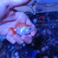 ماهی|ماهی|مرند, |دیوار