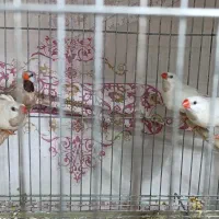 فروش فنچ کرواتی سفید و شکلاتی