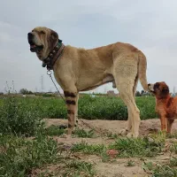 واگذاری سگ نگهبان و گلگی ضمانتی