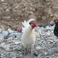 خروس سفیدپاکر