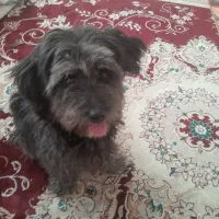 سگ شیتزو|سگ|بیرجند, |دیوار