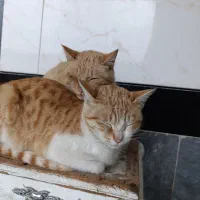 واگذاری رایگان گربه|گربه|مینودشت, |دیوار