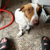 سگ جک راسل|حیوانات|ارومیه, |دیوار