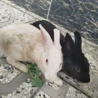 فوری فوری خرگوشای