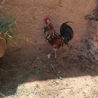 خروس گلین