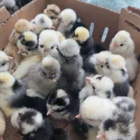 اردک یکروزه وصغیر جوجه محلی گلپایگان)رنگی/بلدرچین|حیوانات مزرعه|رشت, آزادگان|دیوار