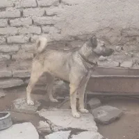 سگ سرابی ۲عددنر
