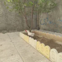 خروس|حیوانات مزرعه|کوهدشت, |دیوار