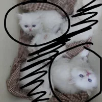 بچه گربه پرشین عروسکی چشم ابی|گربه|یزد, |دیوار