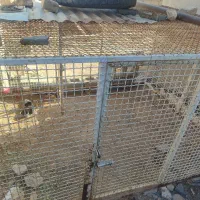 قفس آهنی مرتب وضخیم دودرب سنگین|لوازم جانبی حیوانات|تربت جام, جلگه موسی آباد|دیوار