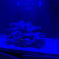 آکواریوم آب شور|ماهی|قم, دروازه ری|دیوار