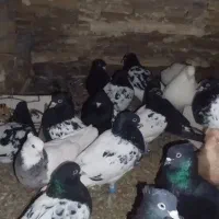 پرنده کبوتر