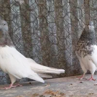 کبوتر کله سبز و هفترنگ انواع نر و ماده و جوجه