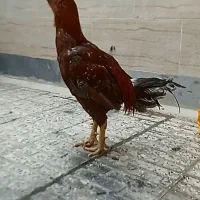 مرغ و خروس لاری افغان