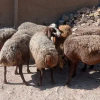 میش ‌مهربان آبستن درجه یک باب خانه دار|حیوانات مزرعه|خنداب, |دیوار