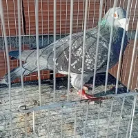 کفتر تعبیدی|پرنده|بجنورد, |دیوار