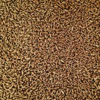 بذر گندم باسیلیو