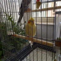 جفت عروس هلندی رو تخم با قفس