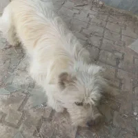 سگ پاکوتاه|سگ|تبریز, |دیوار