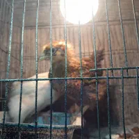 جوجه برهما لایت و روستایی
