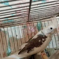 عروس هلندی دوکت نر|پرنده|سبزوار, کهنه آب|دیوار