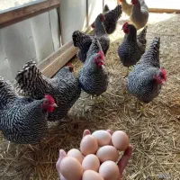 تخم نطفه دار پلیموت راک آمریکایی (آمروک)