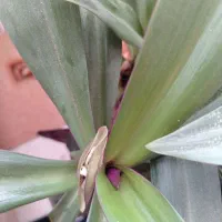 گیاه زیبا و بزرگ