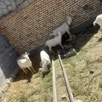 سانن بز|حیوانات مزرعه|دهاقان, |دیوار