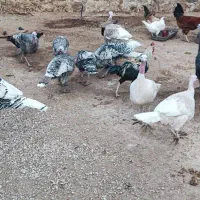 فروش بوقلمون محلی نر و ماده|حیوانات مزرعه|اندیمشک, |دیوار