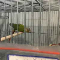 طوطی گرینچیک