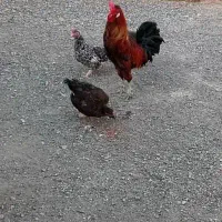 مرغ وخروس