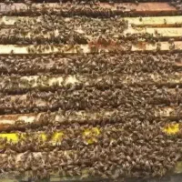 زنبورکارنیکا ۱۰ قاب فول