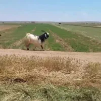 نربز
