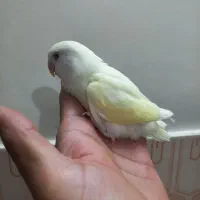 جوجه طوطی برزیلی سرلاکی