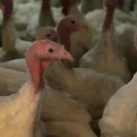 بوقلمون بیوتی گوشتی