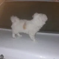 پامر خرسی ۴ ماهه|سگ|زرقان, |دیوار