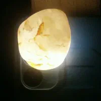 شجر رگ دار آبدار گبری با قدمت ۷۰۰۰ سال|کلکسیون اشیاء عتیقه|بم, |دیوار