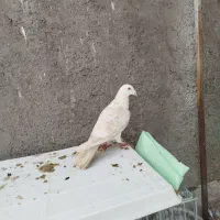 کشکی زرد ماده