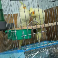 پرنده