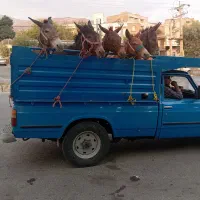 خرید قاطر فروش قاطر|حیوانات مزرعه|لاران, |دیوار